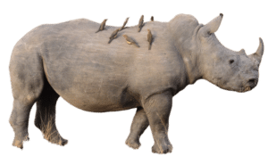 symbiosis - rhino with birds